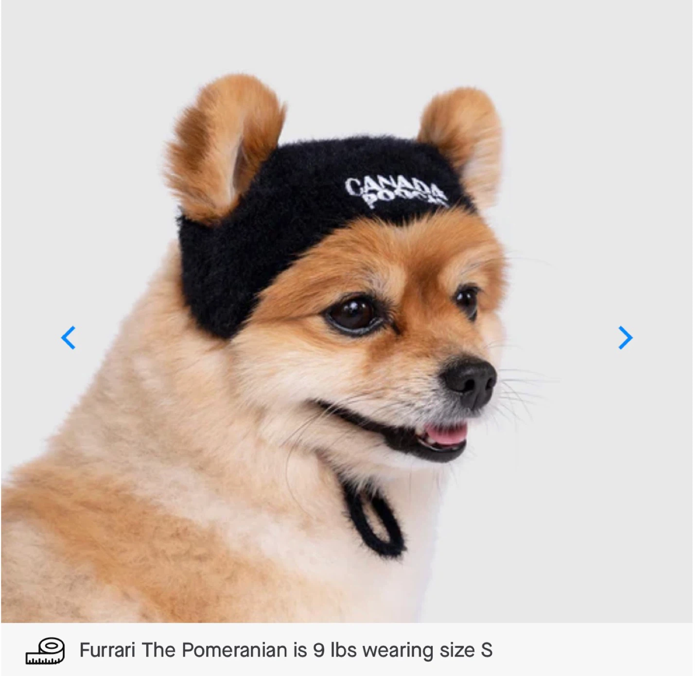 Canada pooch + Socks (SMALL) - photo 3