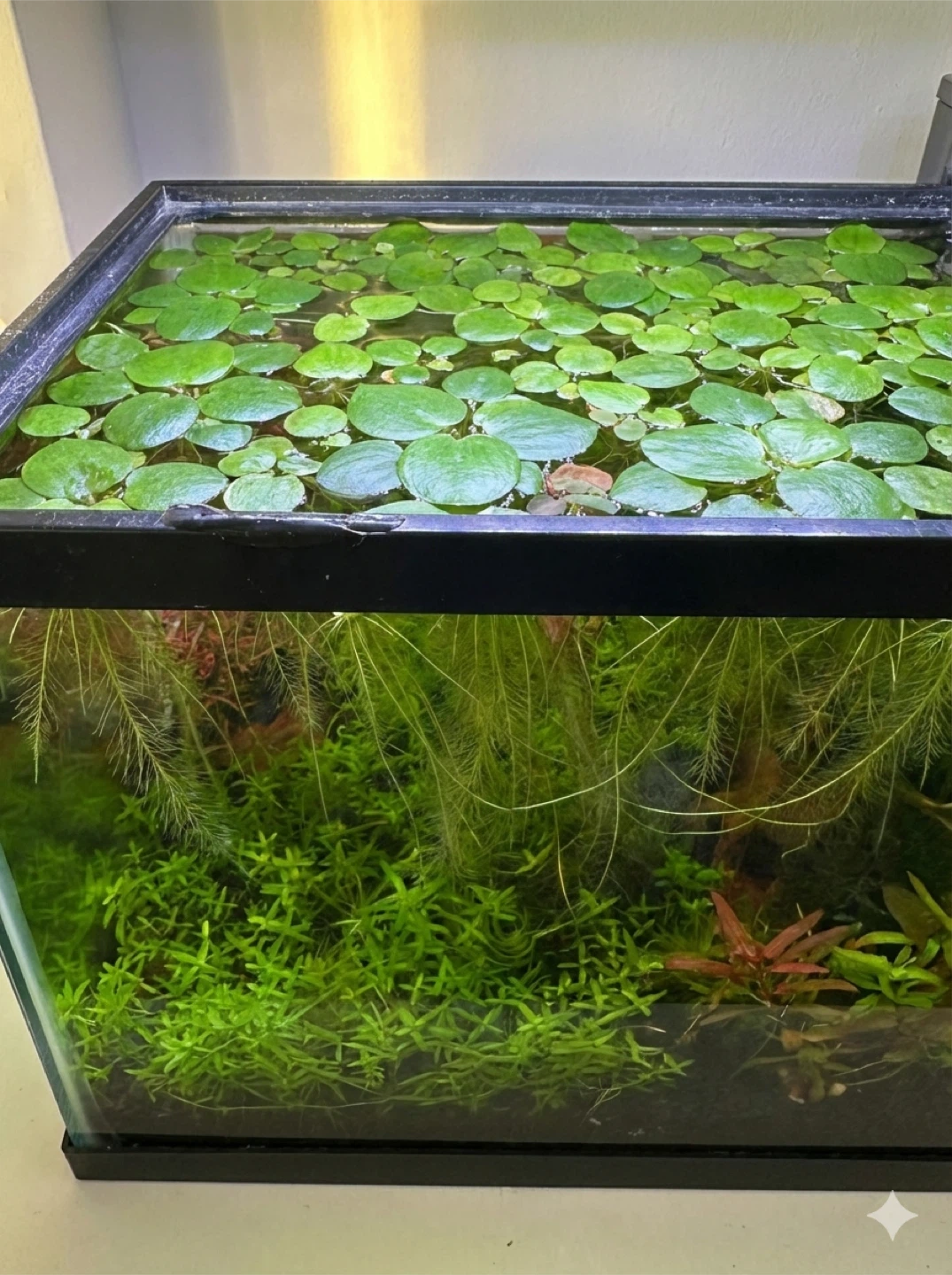 Aquarium Plant: Frogbit - photo 2