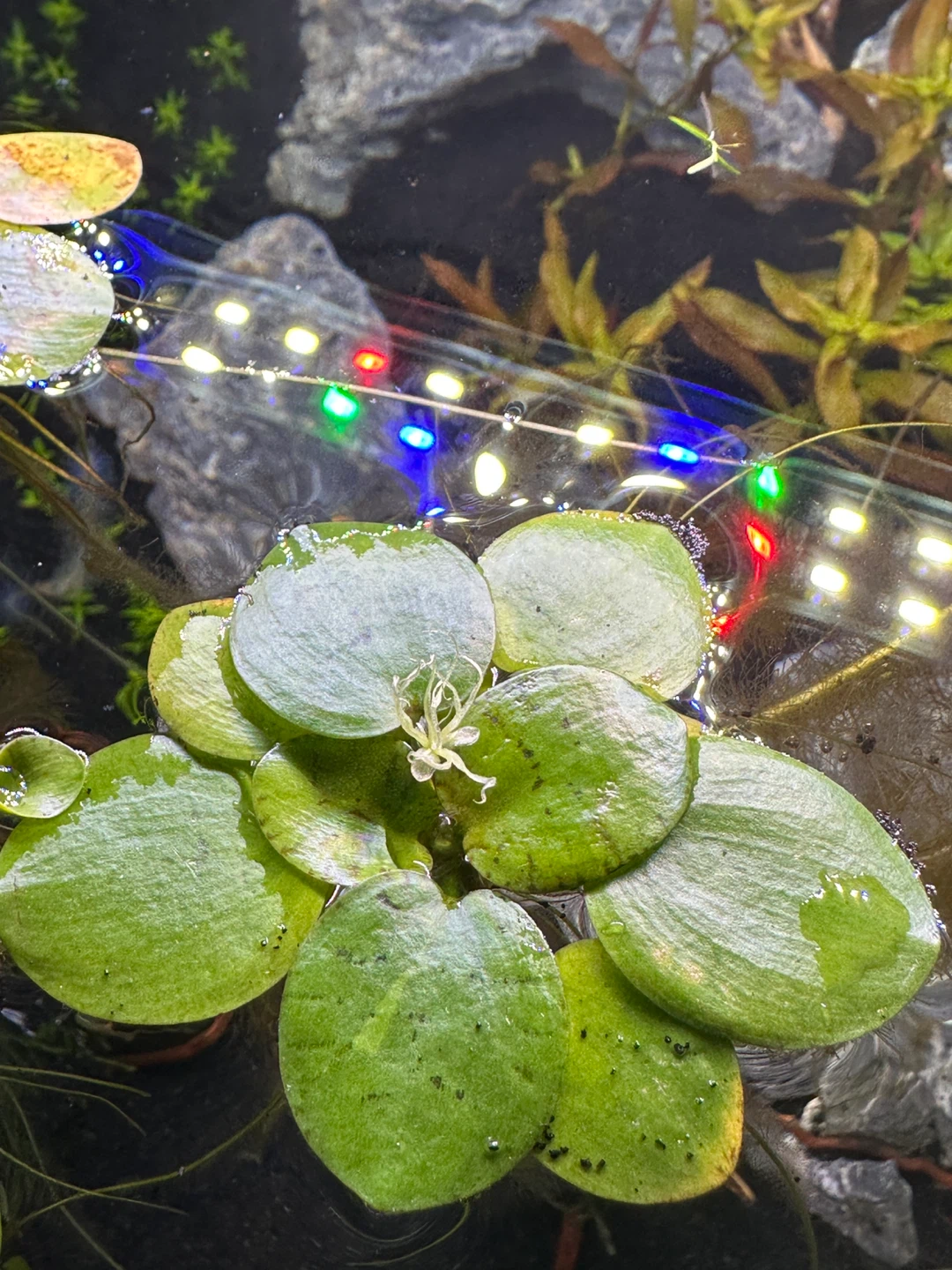 Aquarium Plant: Frogbit
