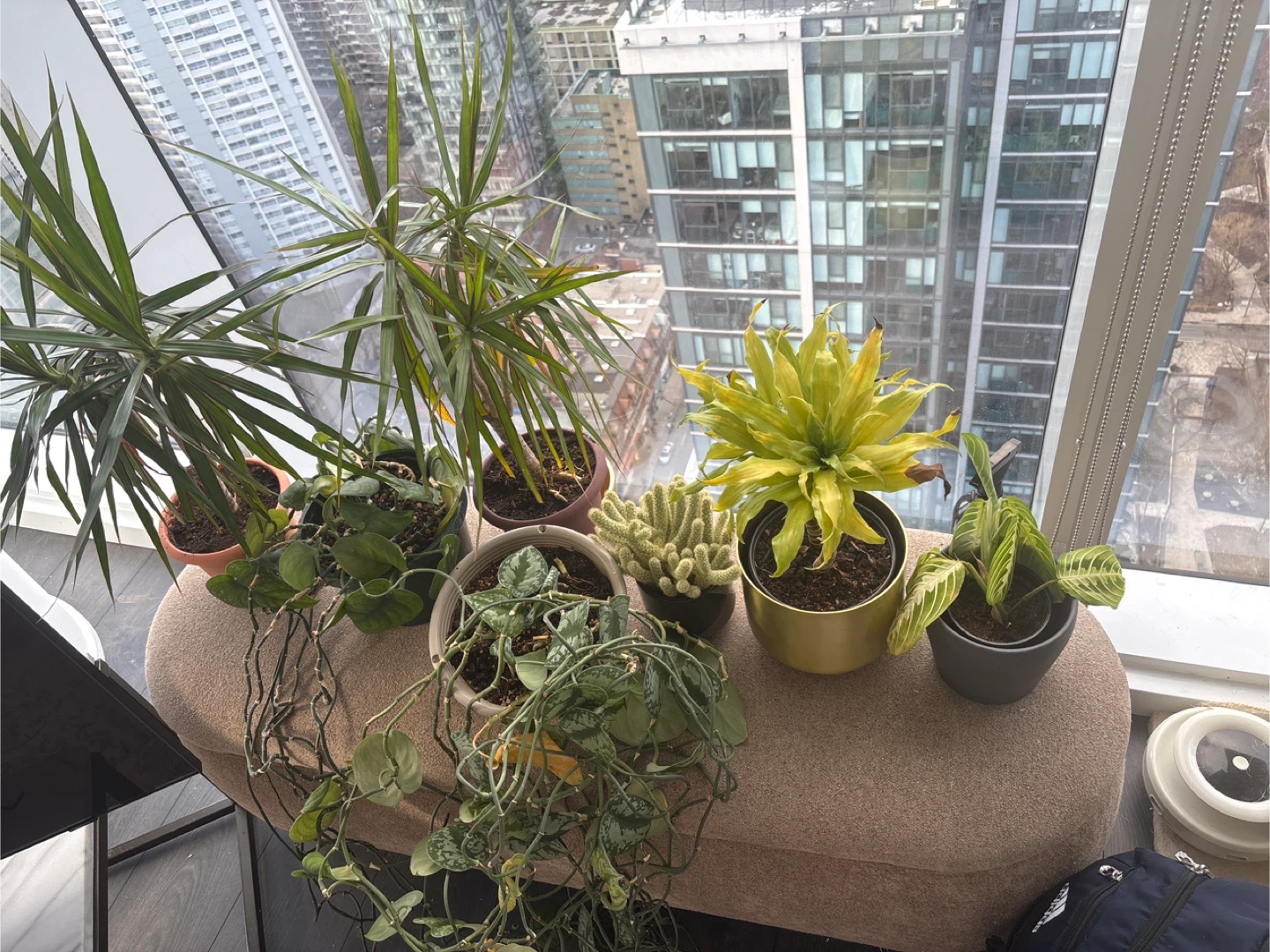 Assorted Potted Plants Bundle