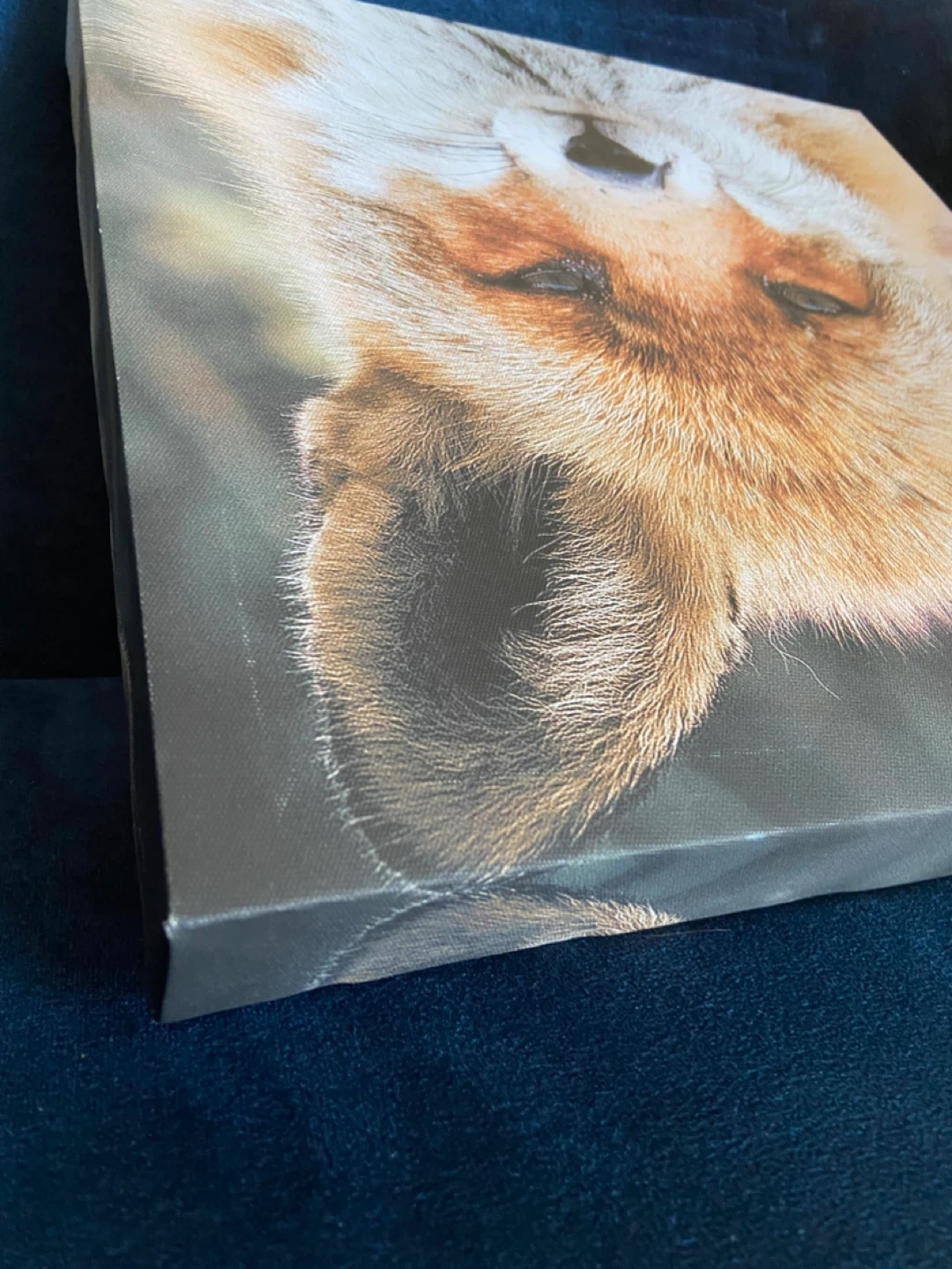 EUC: BouClair Art Canvas Print of Fox 12 x 12 x 1.5” - photo 5