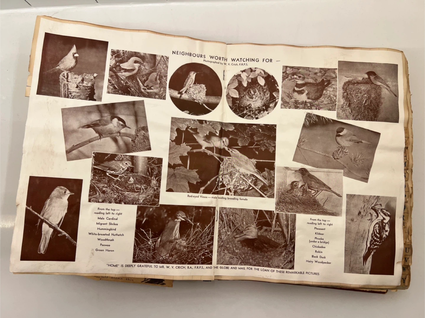 Antique "News Cuttings" Scrapbook w/ Etobicoke Interest. - photo 4