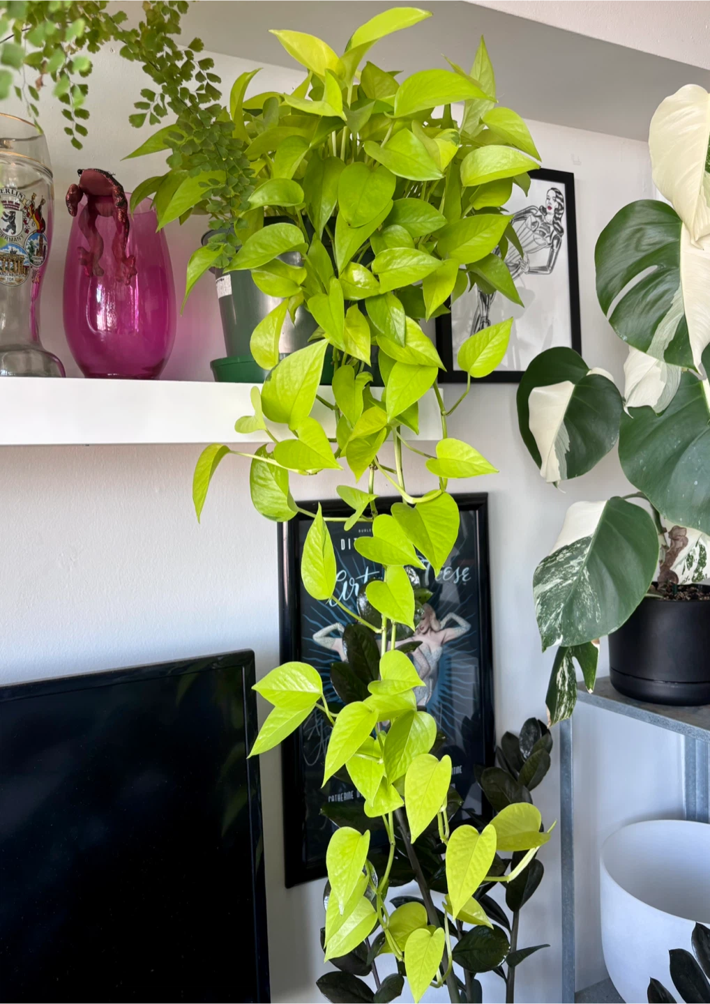 Neon Pothos (Epipremnum aureum ‘Neon’) - photo 2