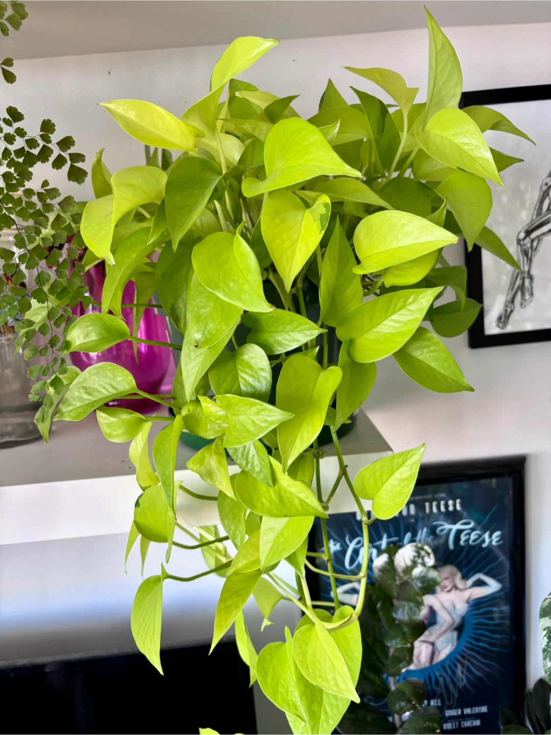 Neon Pothos (Epipremnum aureum ‘Neon’)