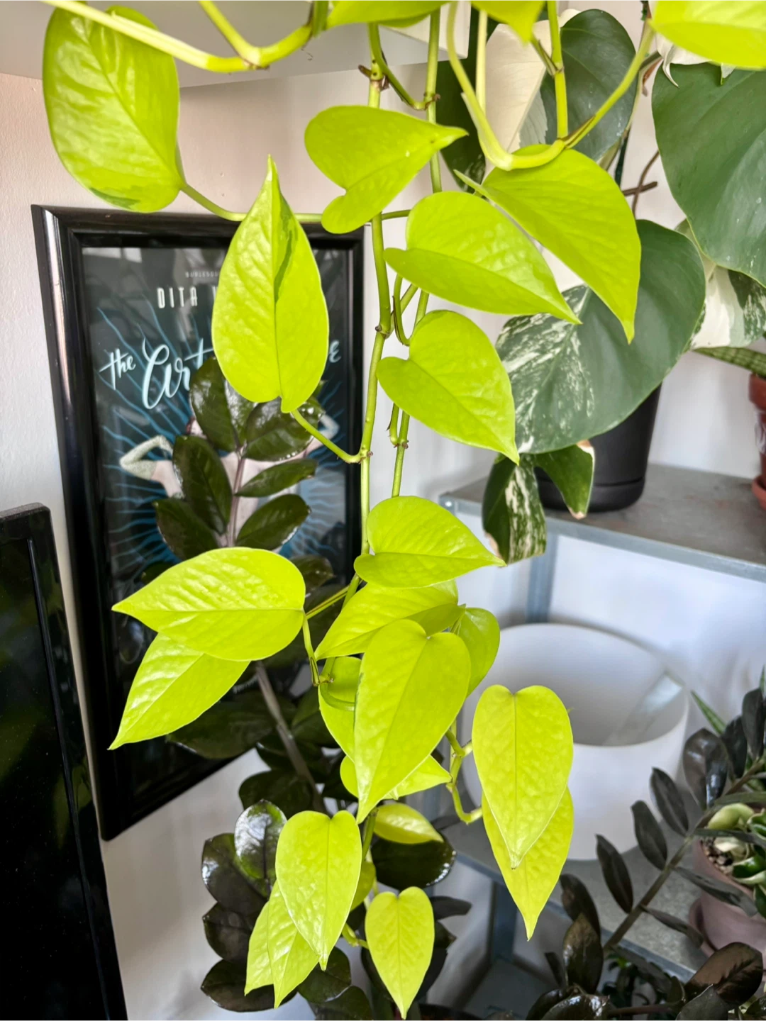 Neon Pothos (Epipremnum aureum ‘Neon’) - photo 3