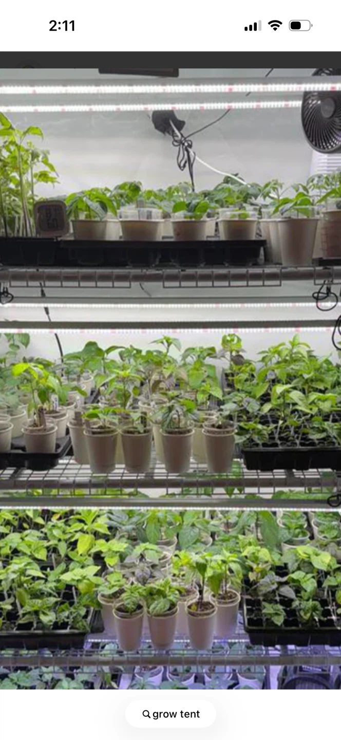 Plants. Clones  seeds - photo 2