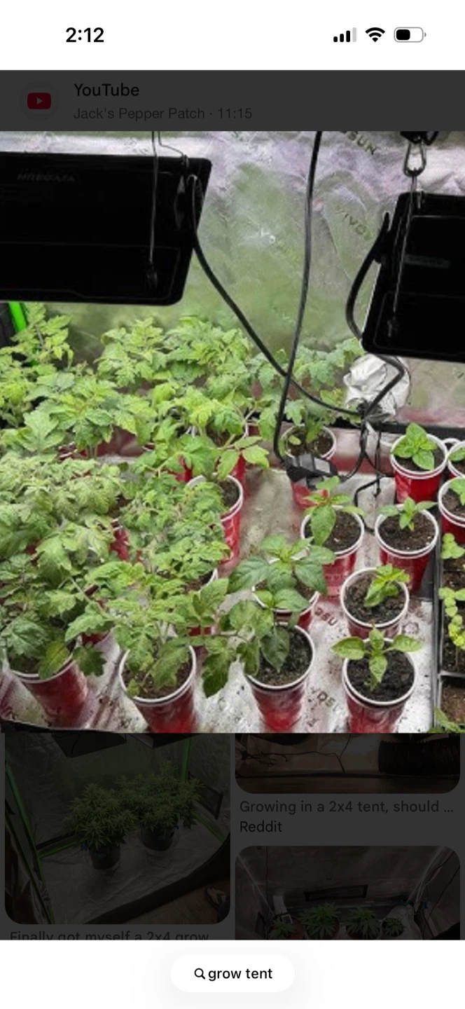 Plants. Clones  seeds