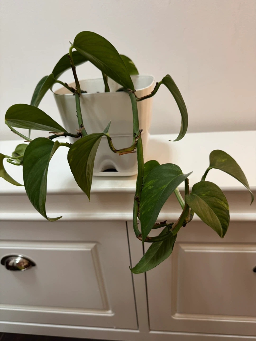 Pothos Plant in White Pot - photo 3