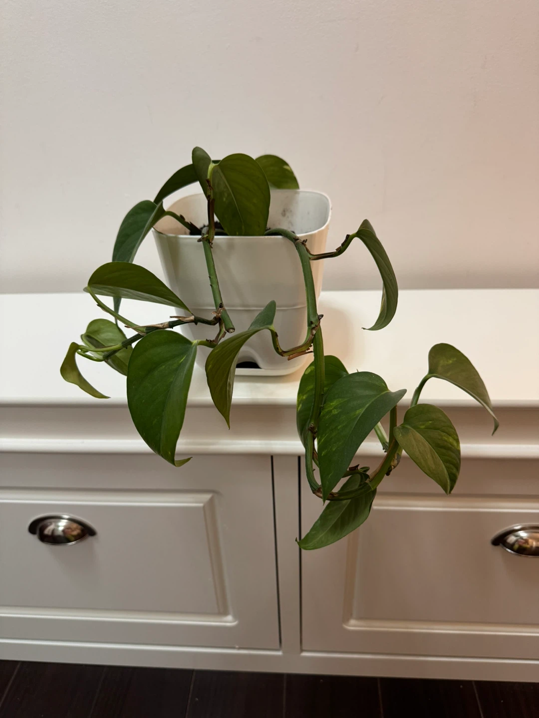 Pothos Plant in White Pot