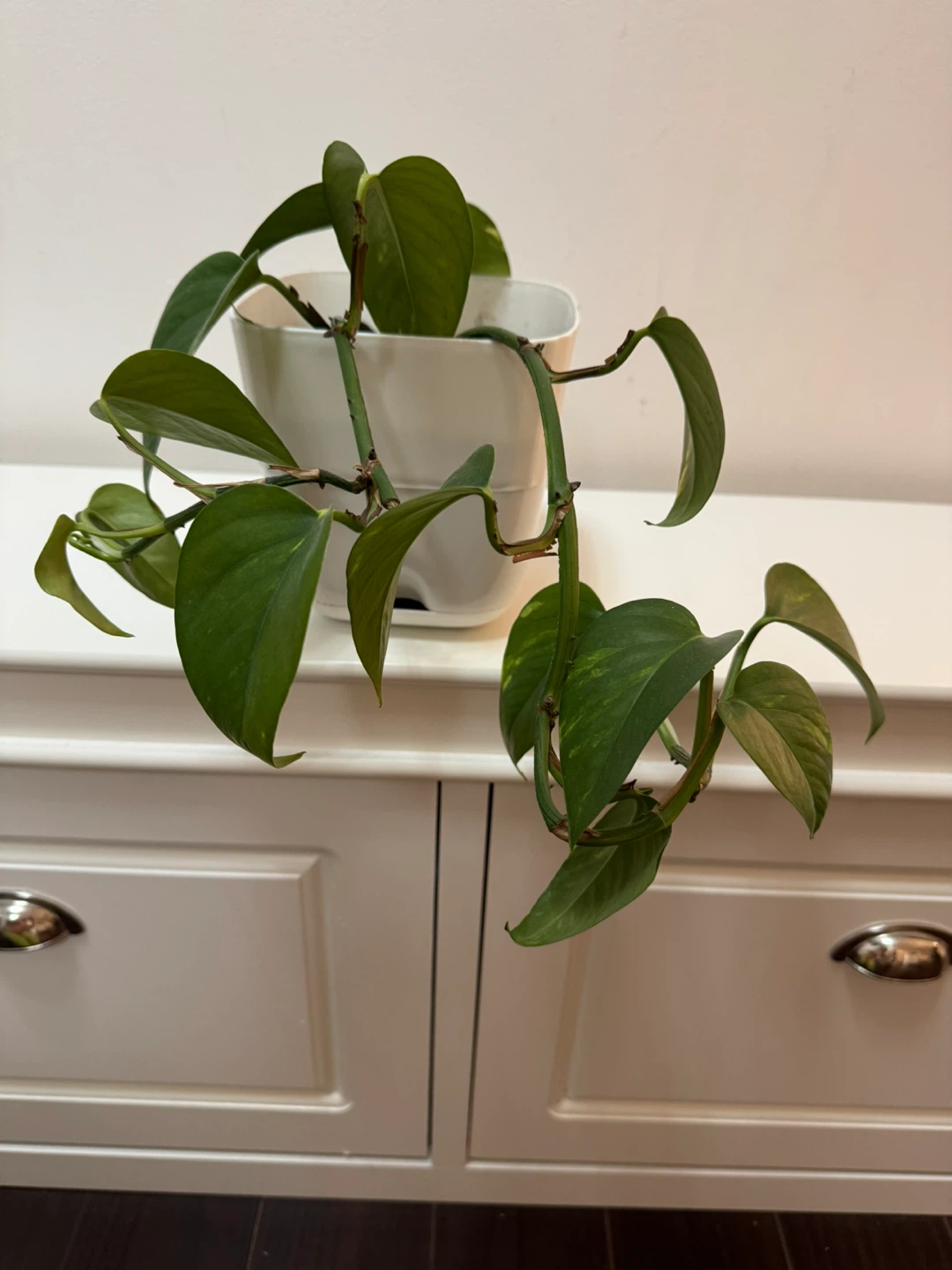 Pothos Plant in White Pot - photo 2
