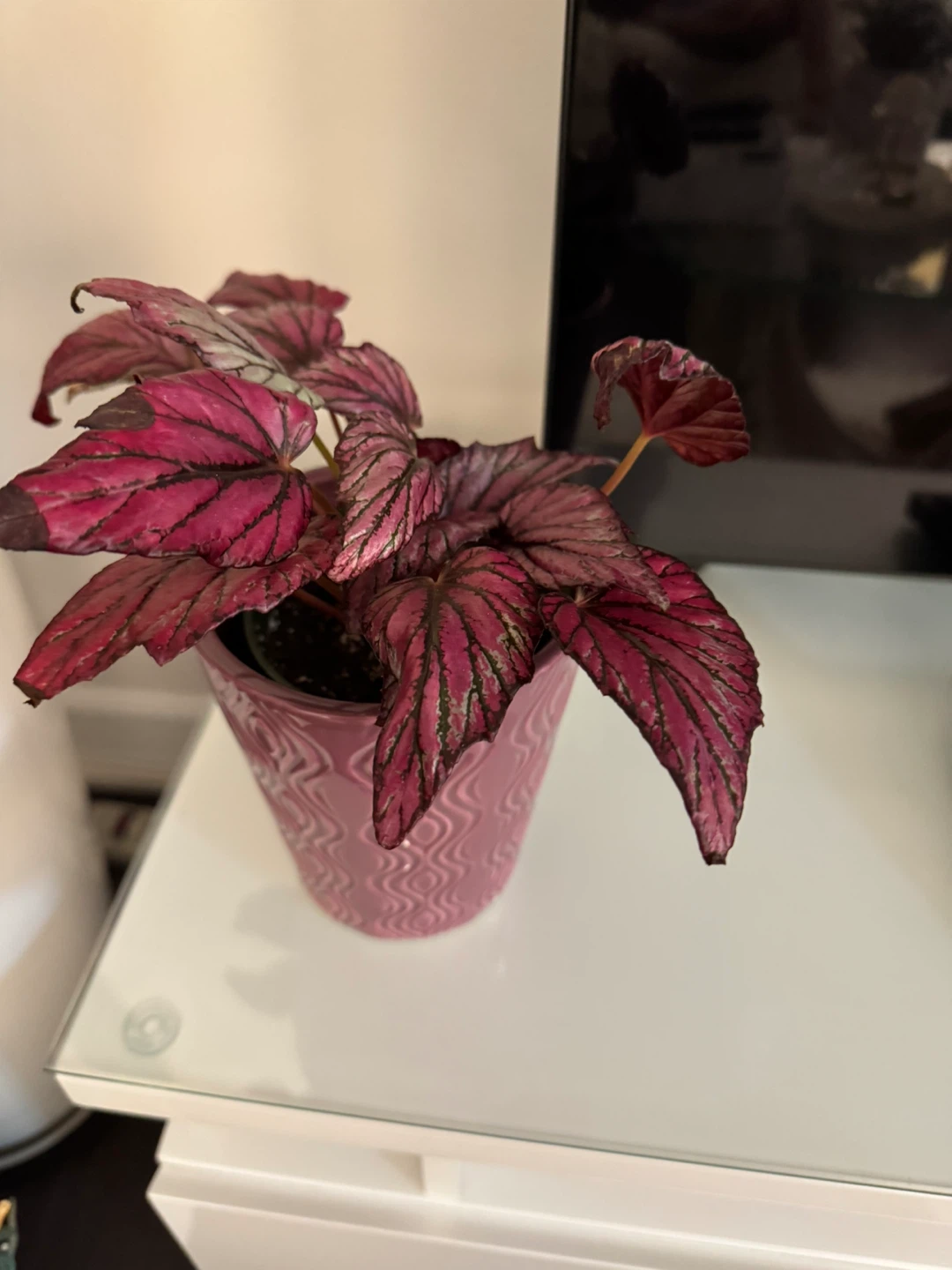 Begonia plant in pink pot - photo 2