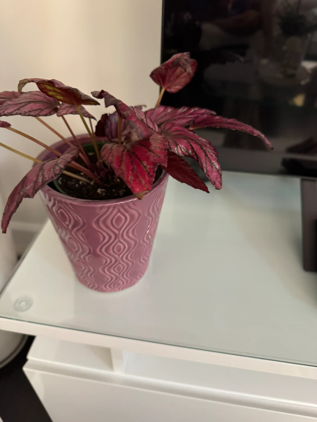 Begonia plant in pink pot