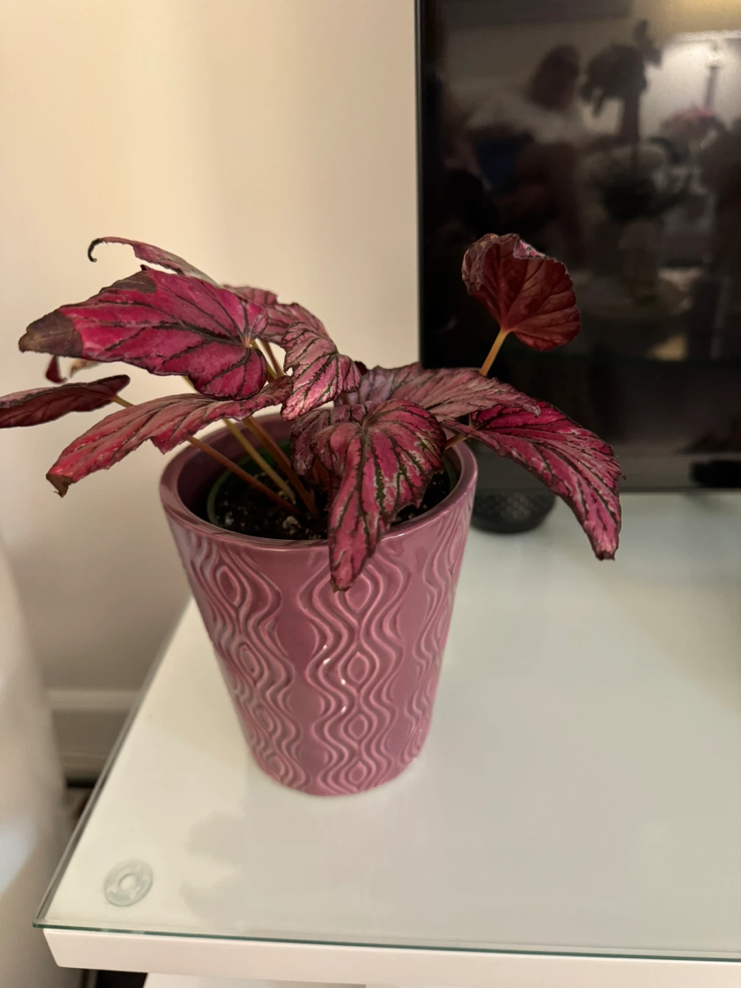 Begonia plant in pink pot - photo 3