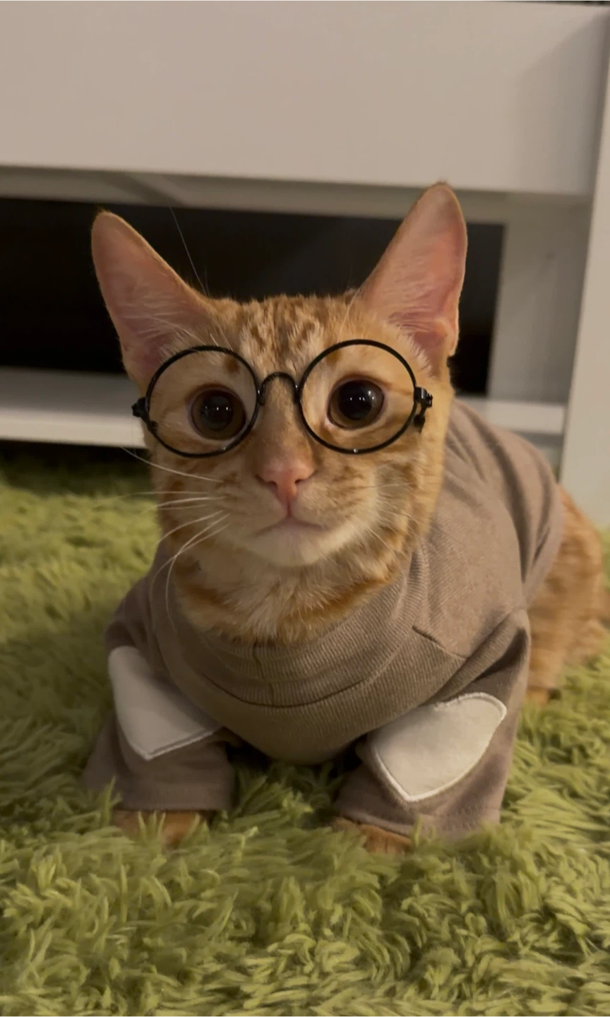 Cat Sweaters / Small Pet Clothes – New - photo 5