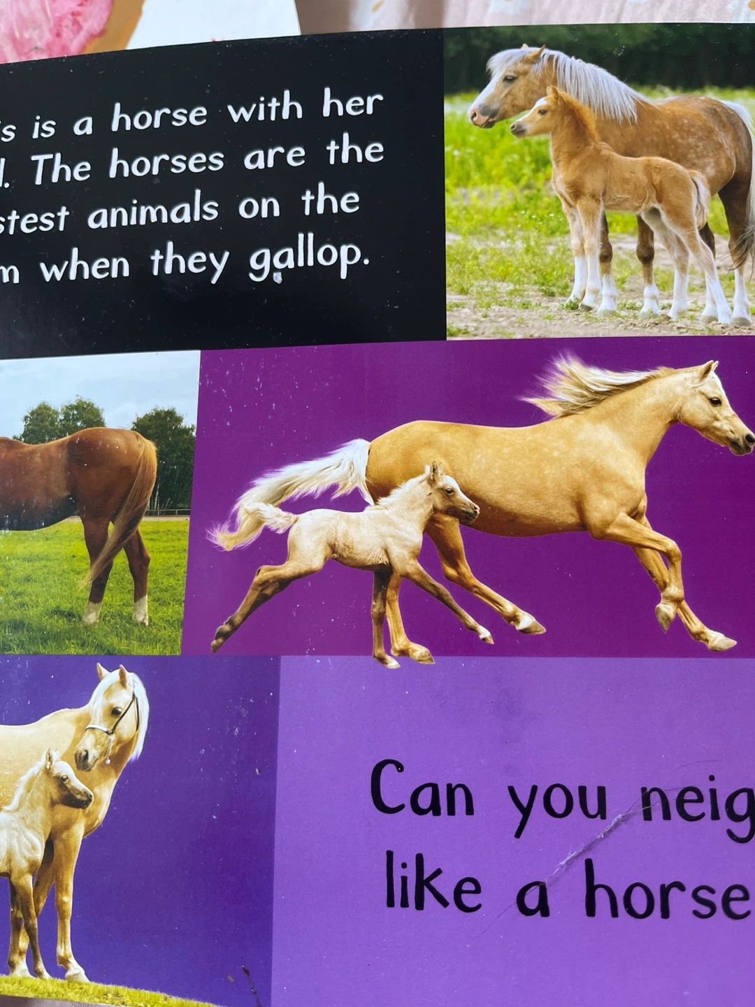 My First Touch and Feel Sound Book: Noisy Farm - photo 3