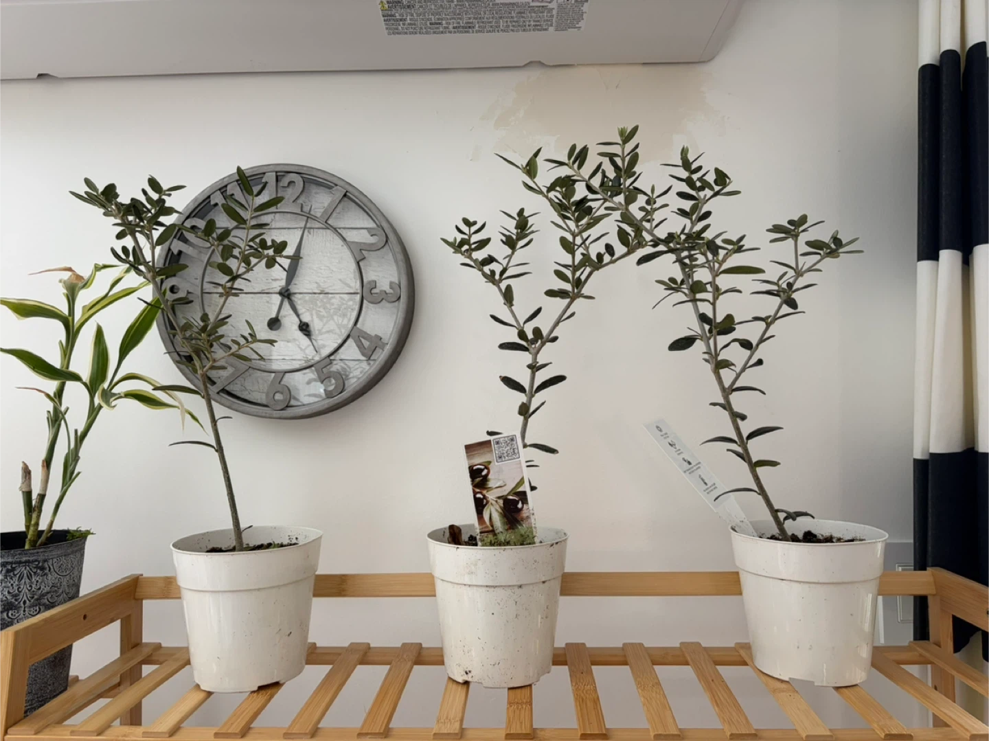 Small Olive Tree Plant