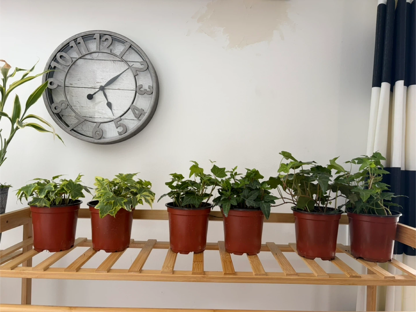 Six Potted Ivy Plants