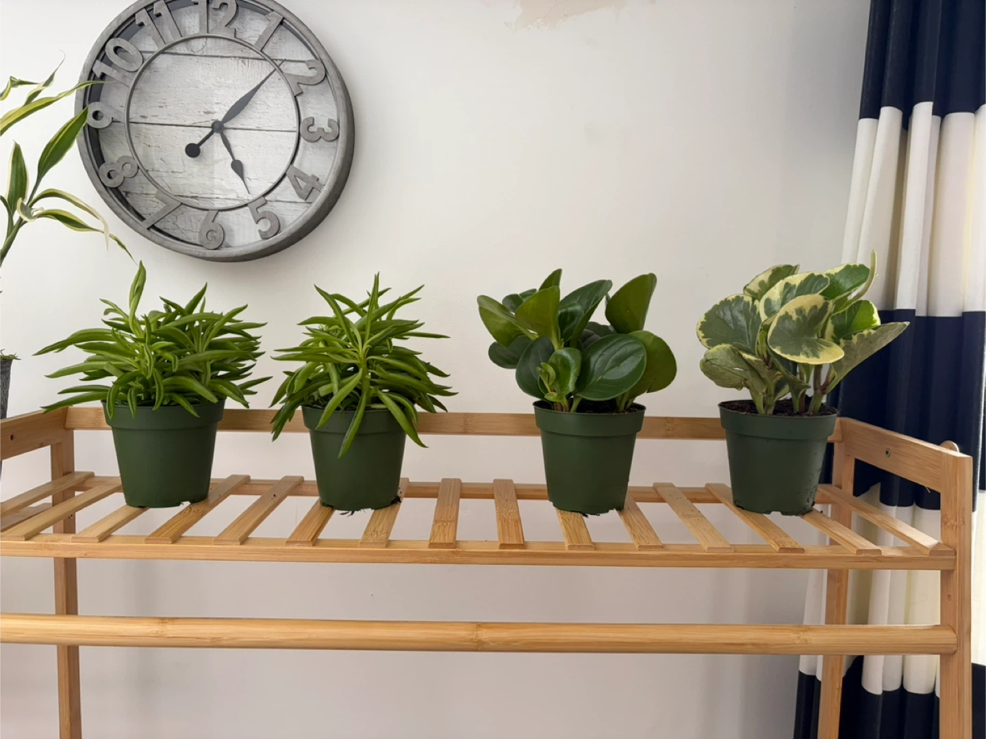 Four Assorted Small Potted Plants