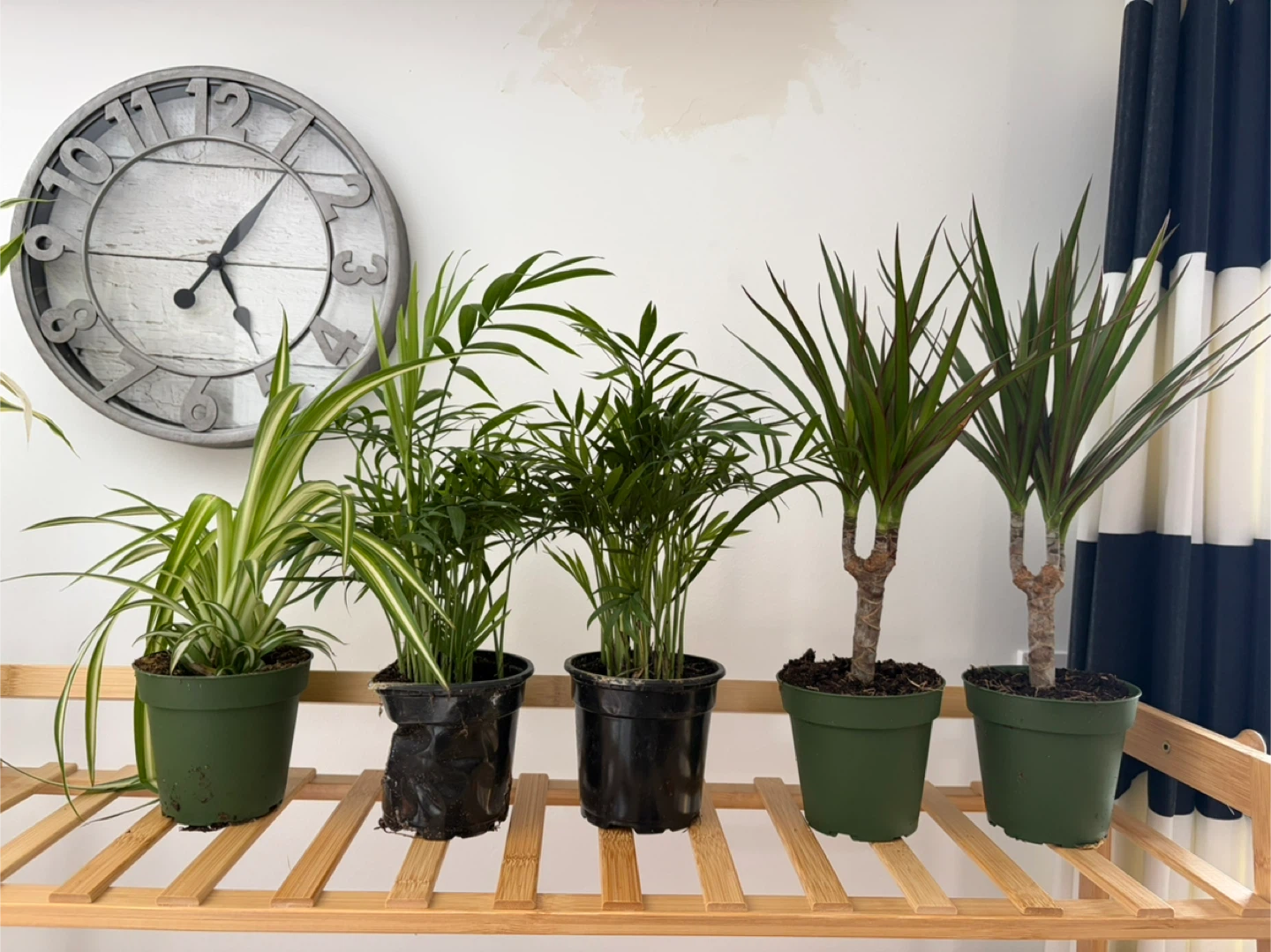 Assorted Potted Plants - Spider Plant, Parlor Palms, Dracaena