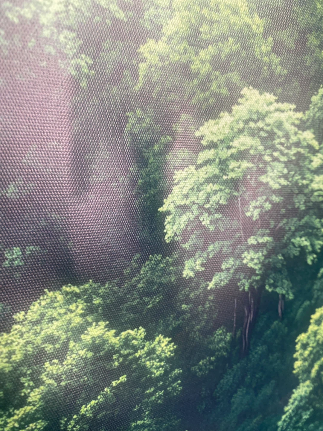 Forest Landscape Print - photo 2