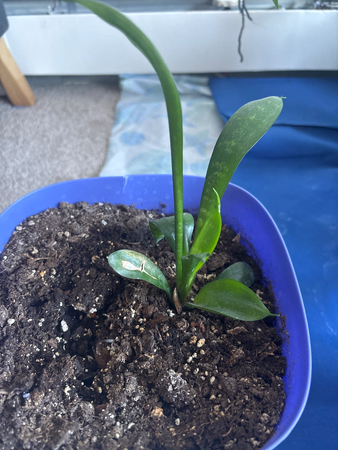 Potted Snake Plant