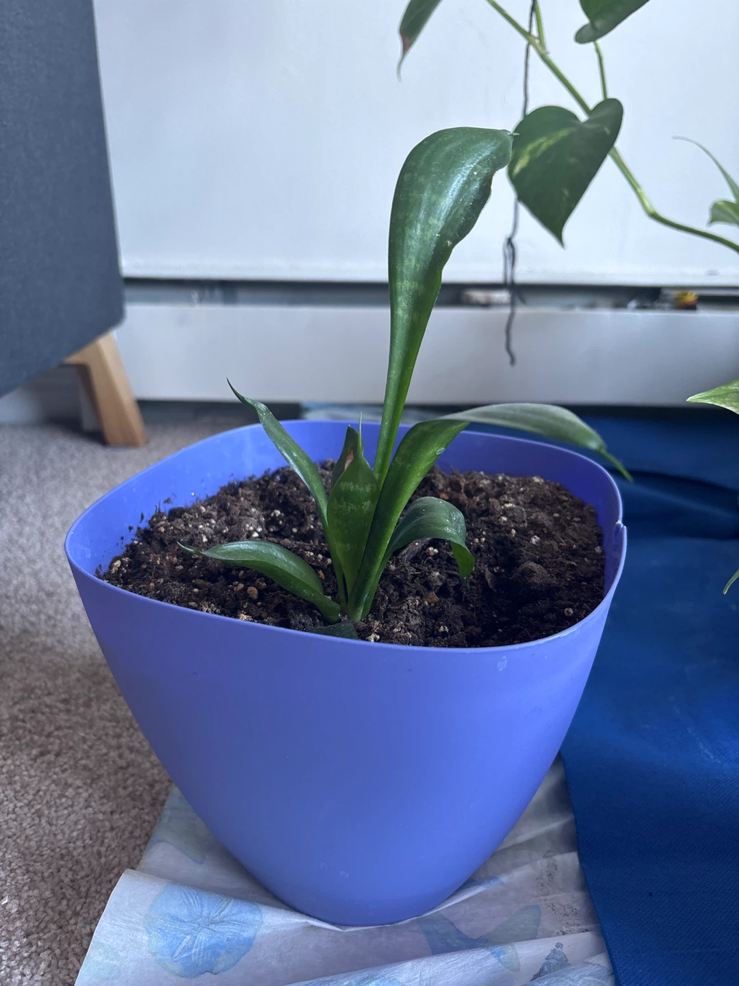 Potted Snake Plant - photo 2