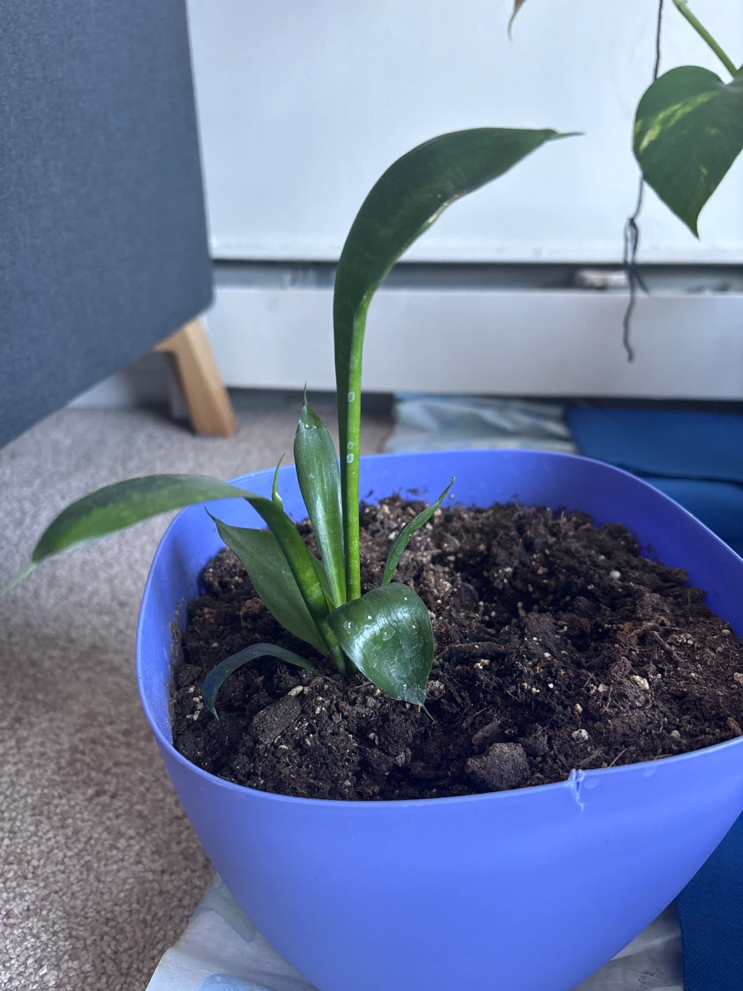 Potted Snake Plant - photo 3