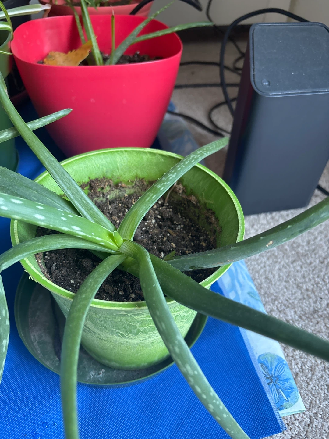 Aloe Vera Plant in Green Pot