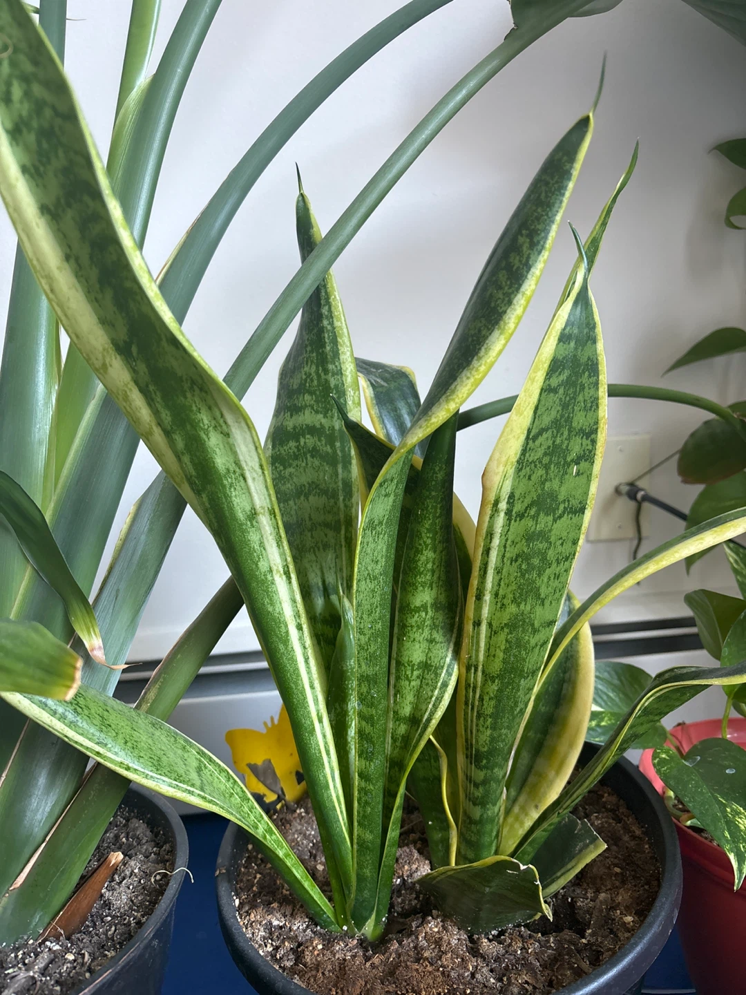 Snake Plant (Sansevieria trifasciata) with Yellow Edges