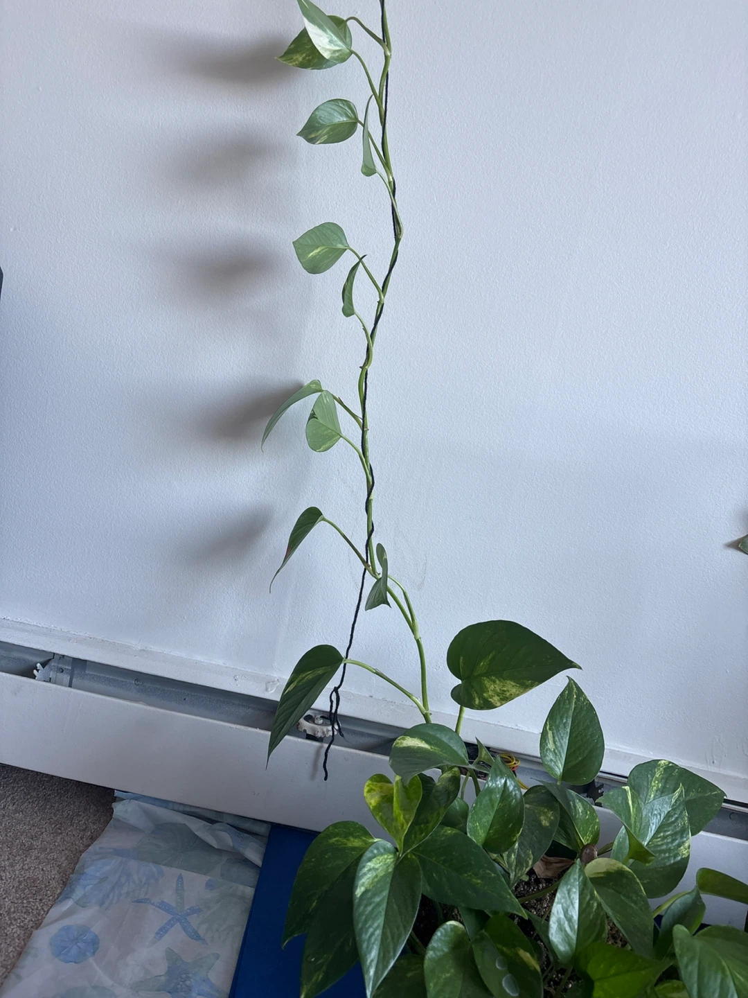 Pothos Vine Plant