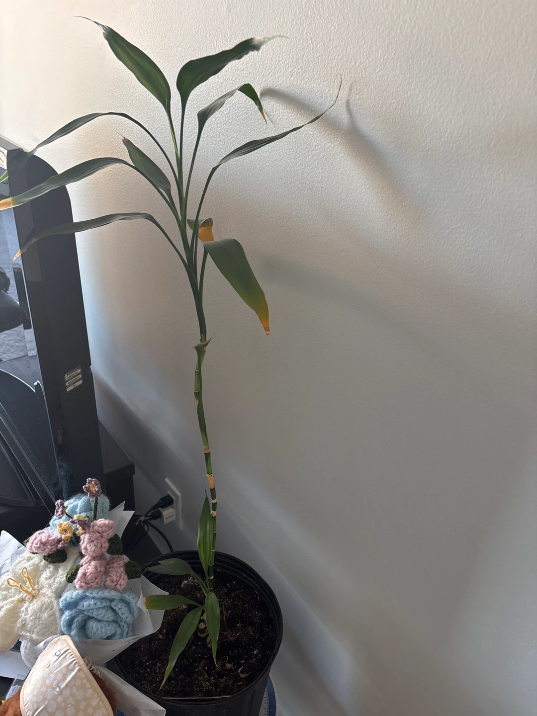 Lucky Bamboo Plant