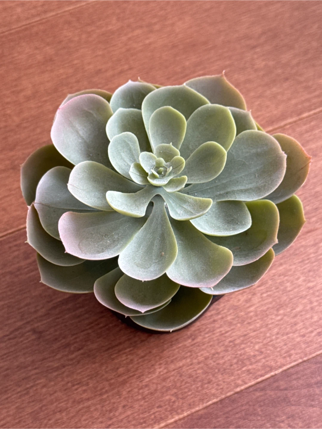 Set of 5 IKEA Artificial Plants (FEJKA + VINTERFEST) - photo 4