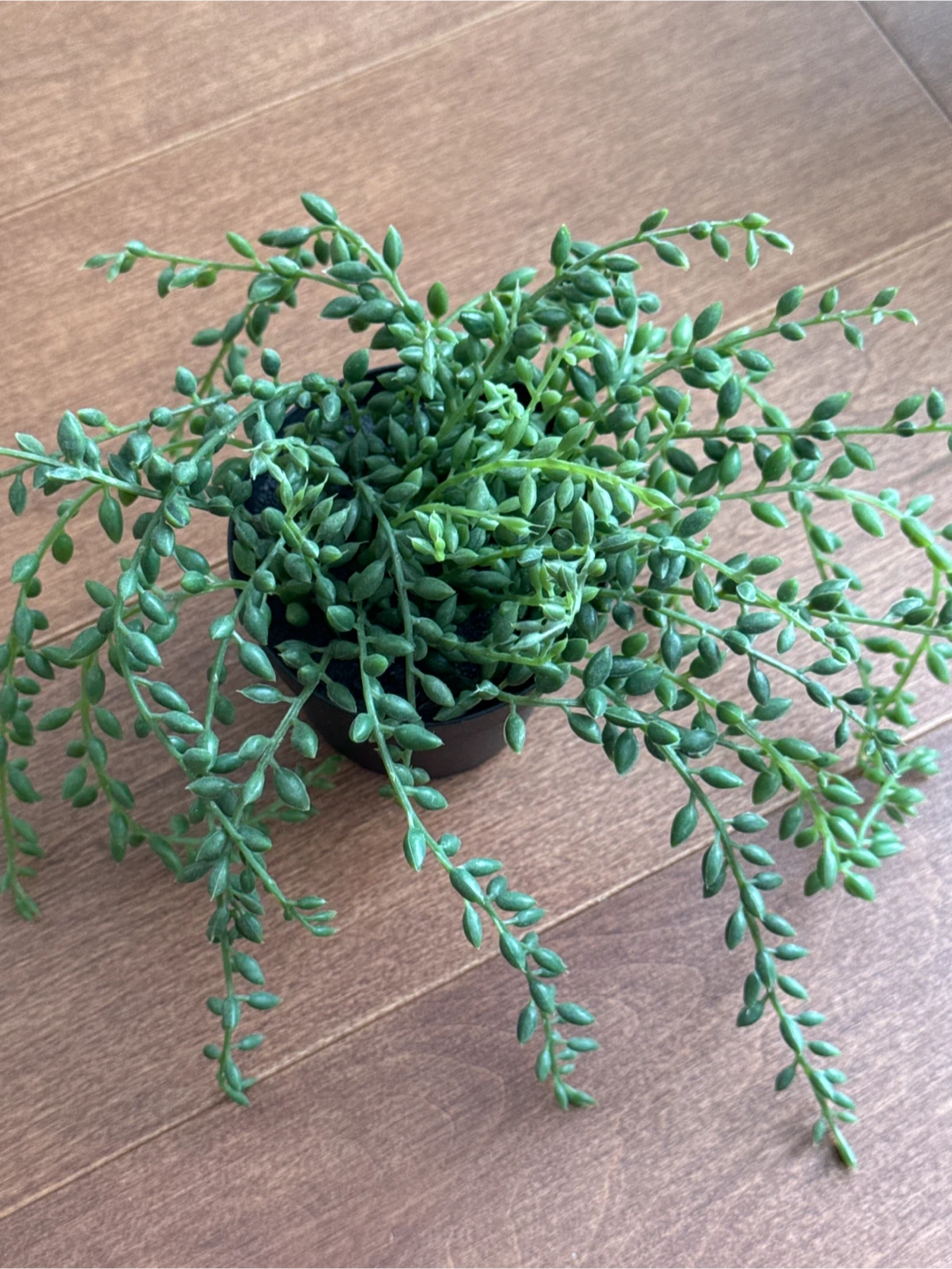 Set of 5 IKEA Artificial Plants (FEJKA + VINTERFEST) - photo 5