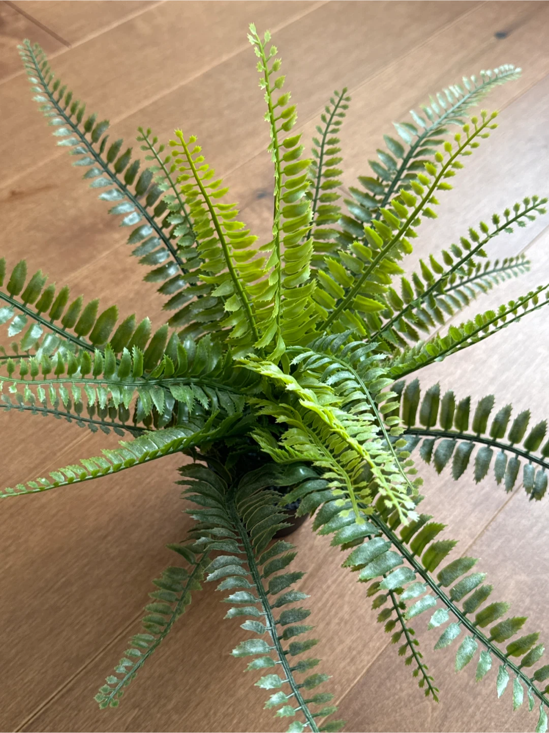 Set of 5 IKEA Artificial Plants (FEJKA + VINTERFEST) - photo 3