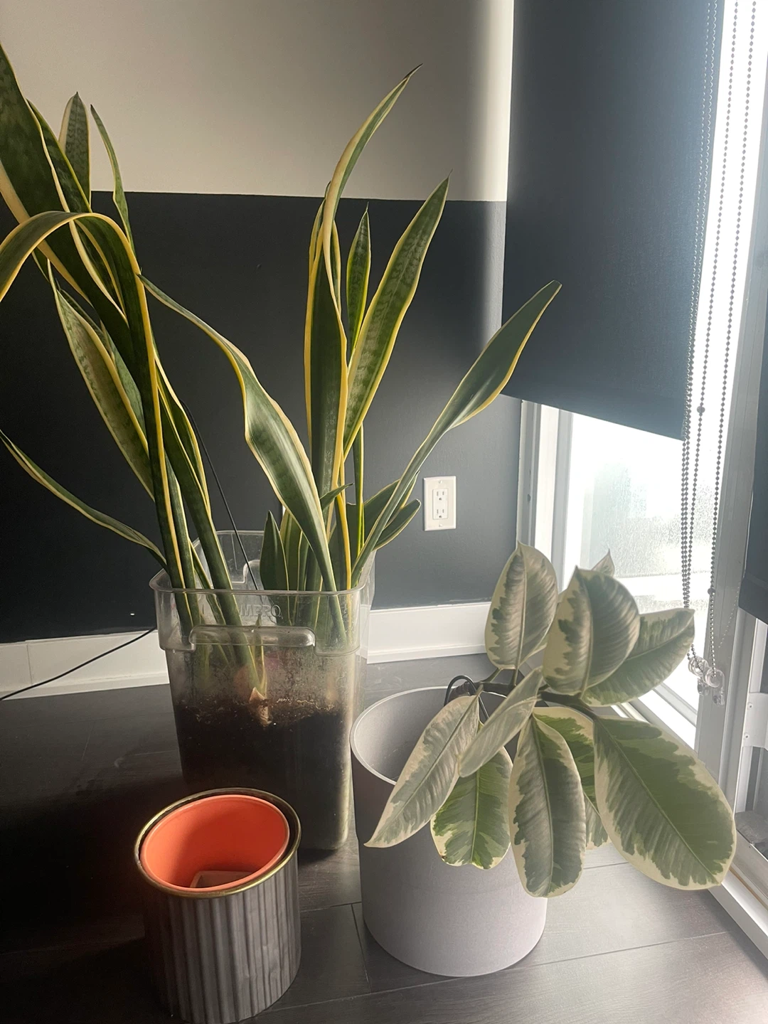 Plants + pots