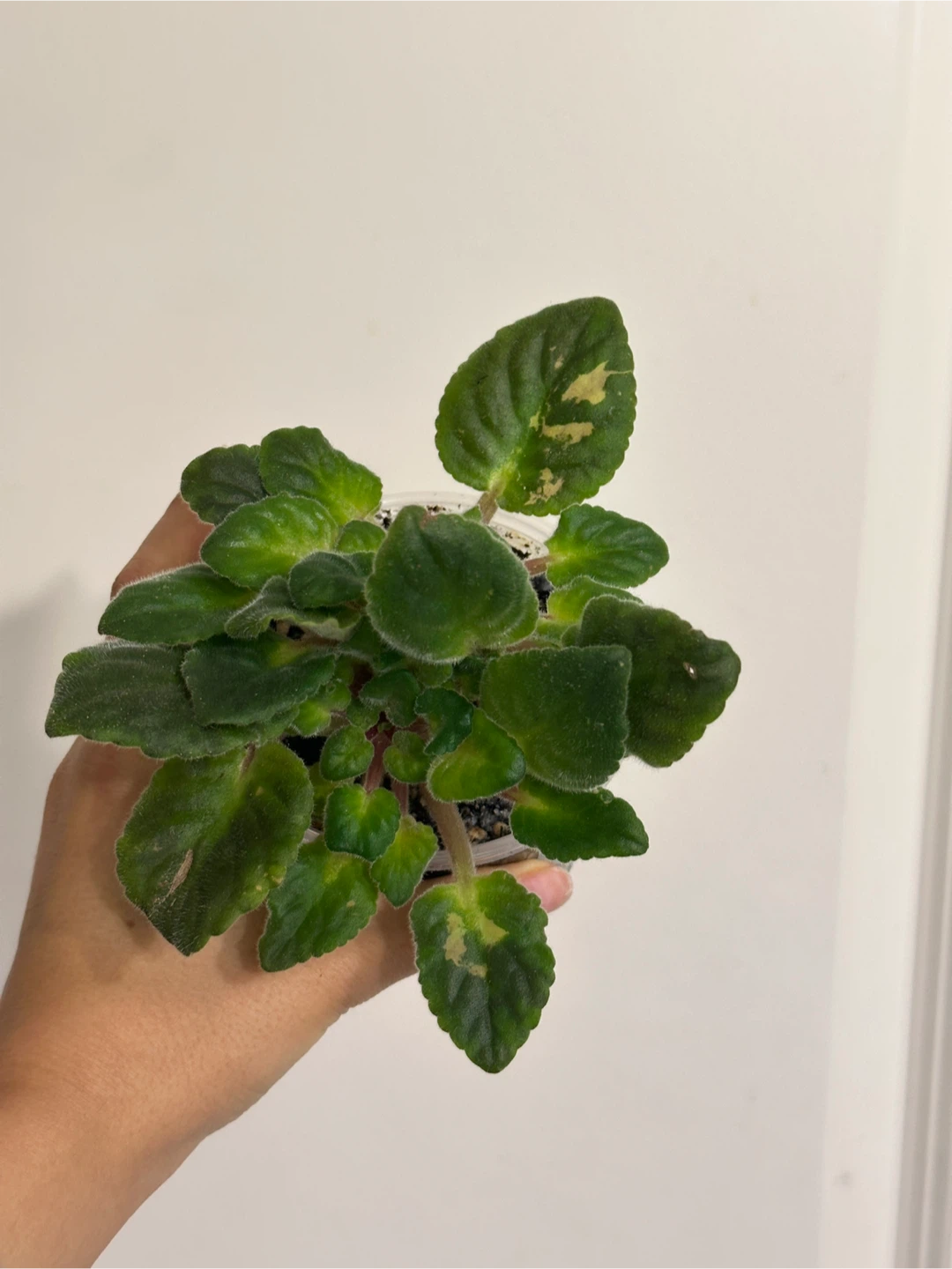 African Violet Plant