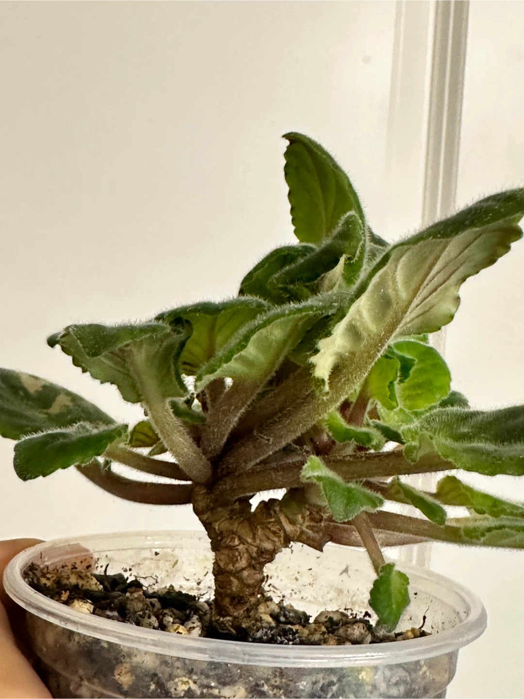 African Violet Plant - photo 3