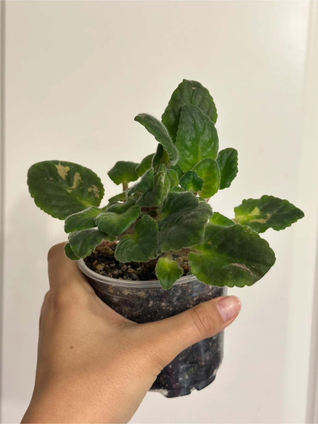 African Violet Plant - photo 2