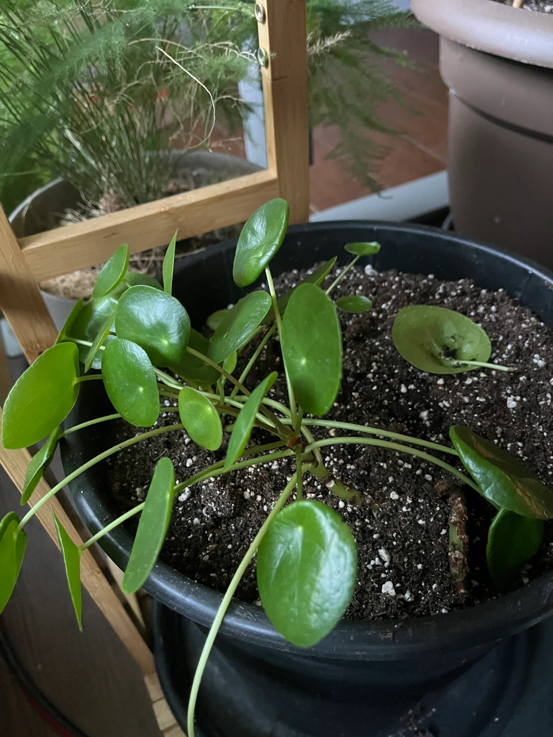 Chinese Money Plant - Pilea Peperomioides