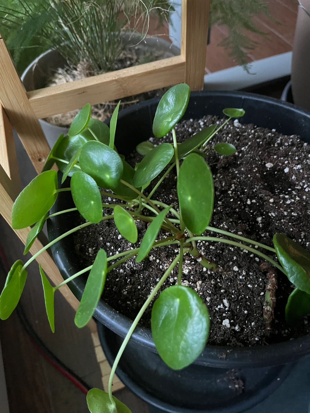 Chinese Money Plant - Pilea Peperomioides - photo 2