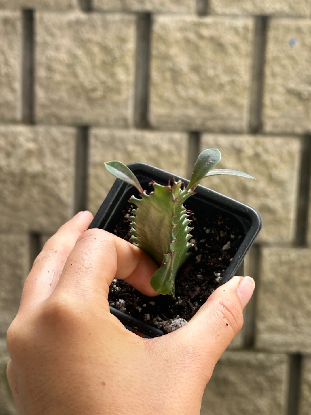 African Milk Tree Plant - photo 3