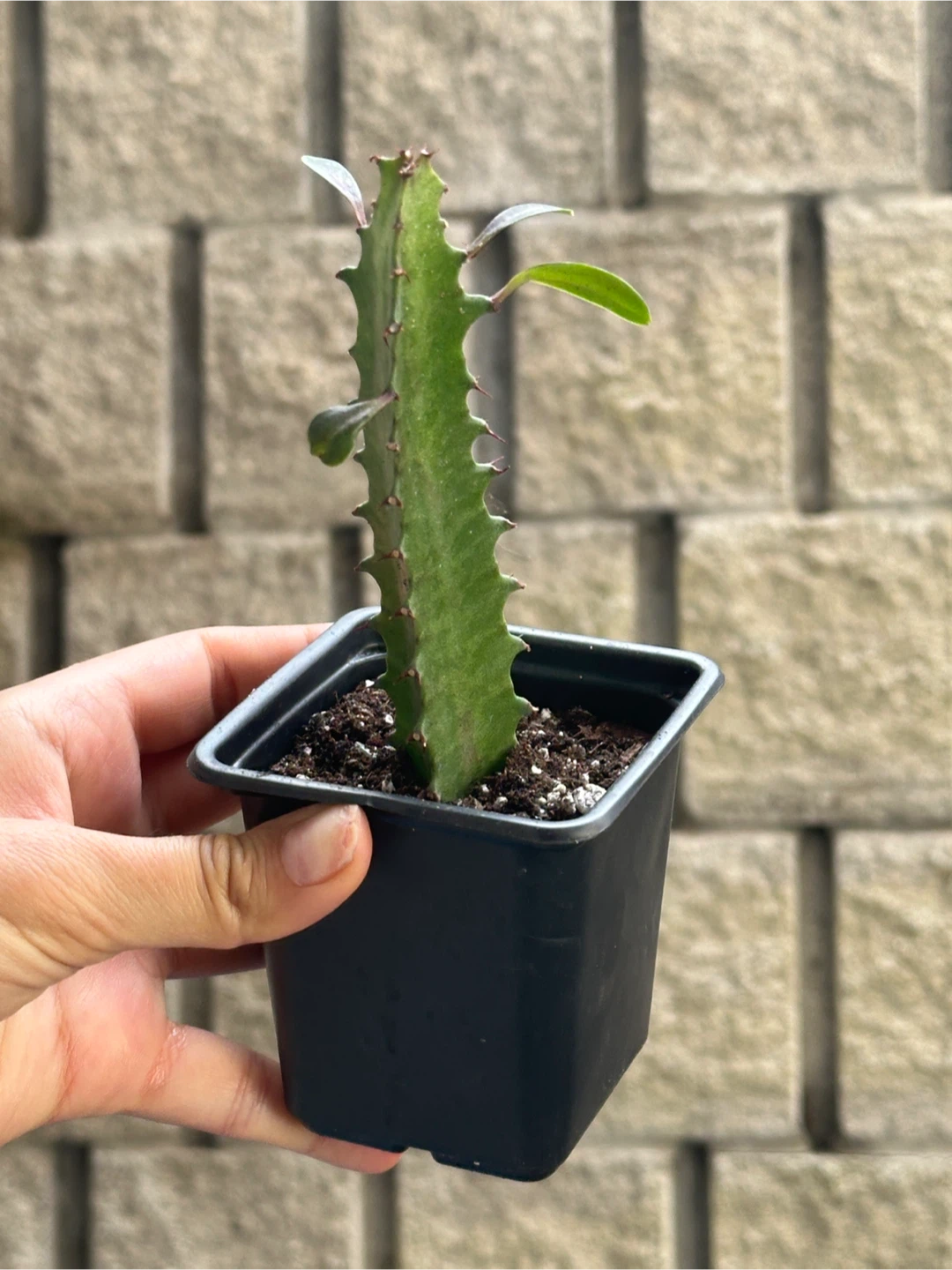 African Milk Tree Plant