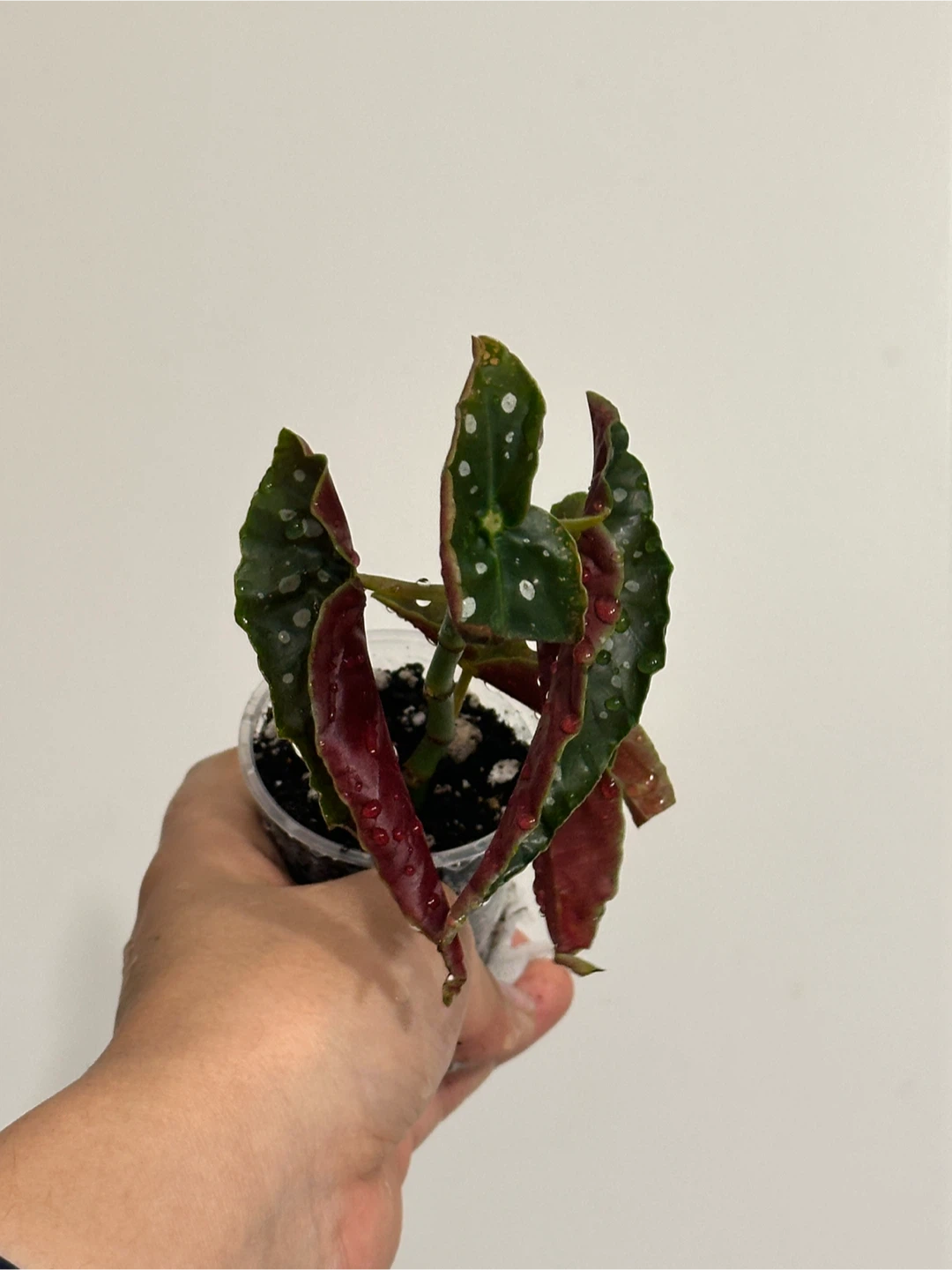 Begonia Maculata Plant Small - photo 3