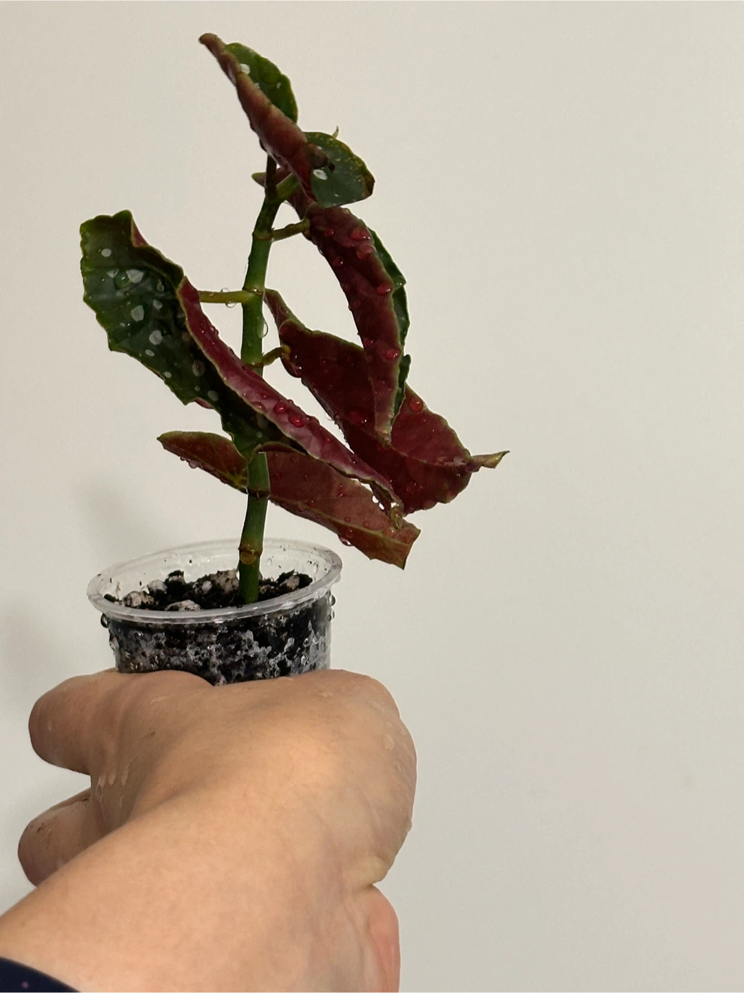 Begonia Maculata Plant Small - photo 2