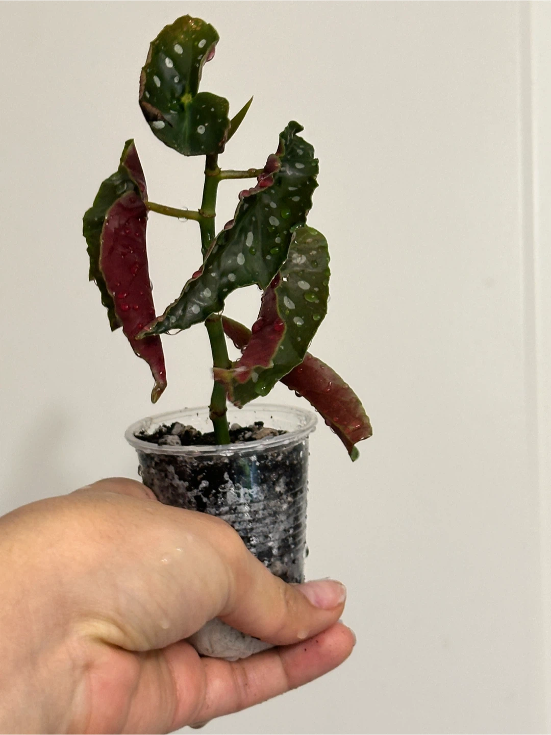 Begonia Maculata Plant Small