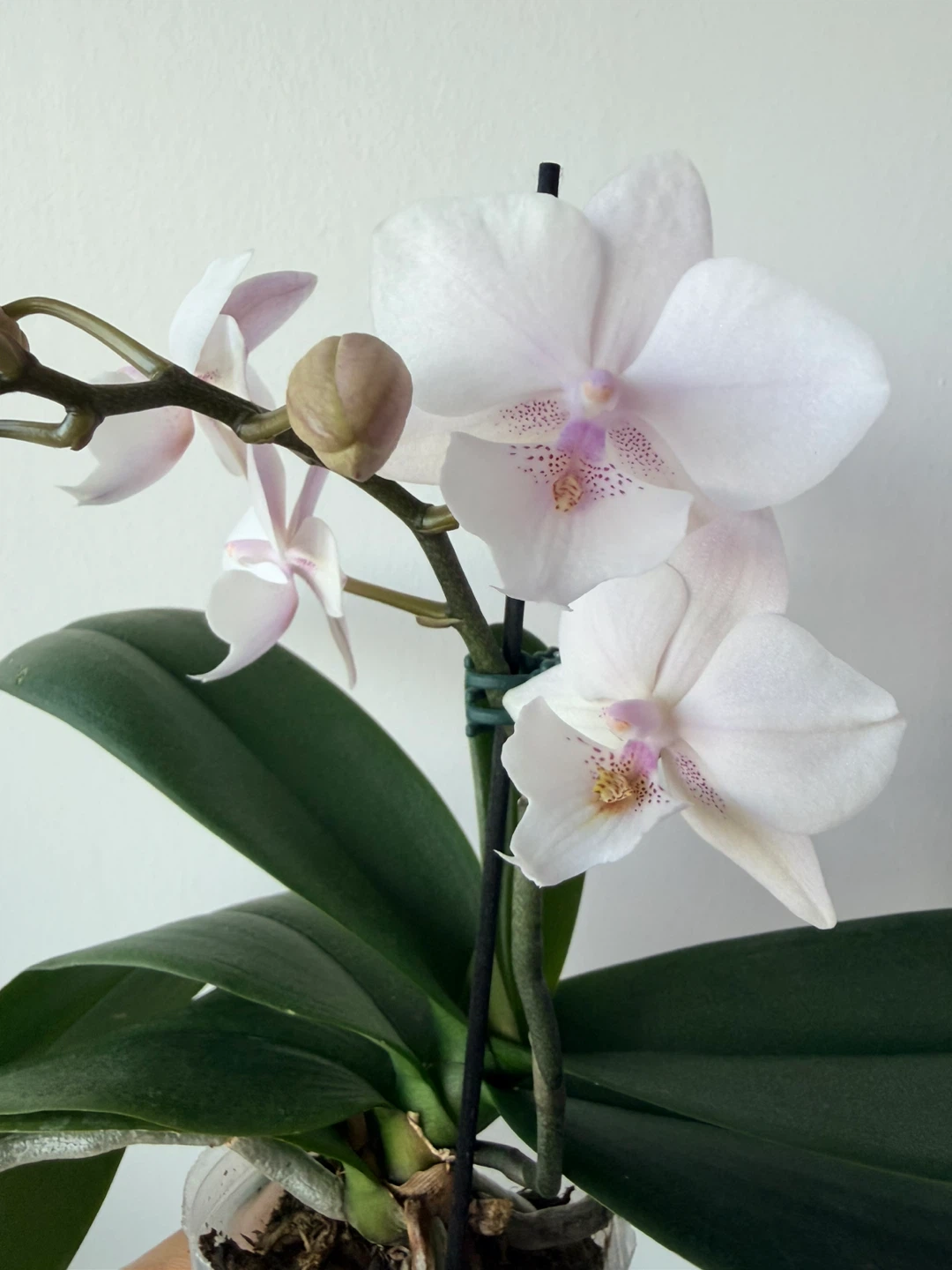 Phalaenopsis Orchid Plant