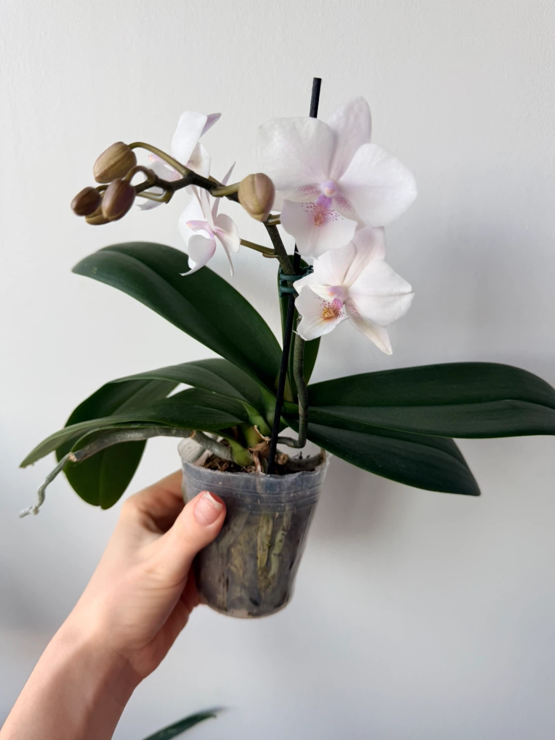 Phalaenopsis Orchid Plant - photo 2