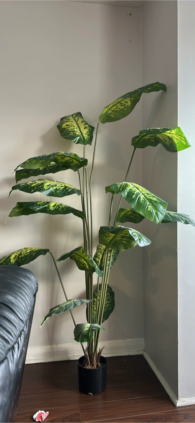 Large Faux Dumb Cane Plant