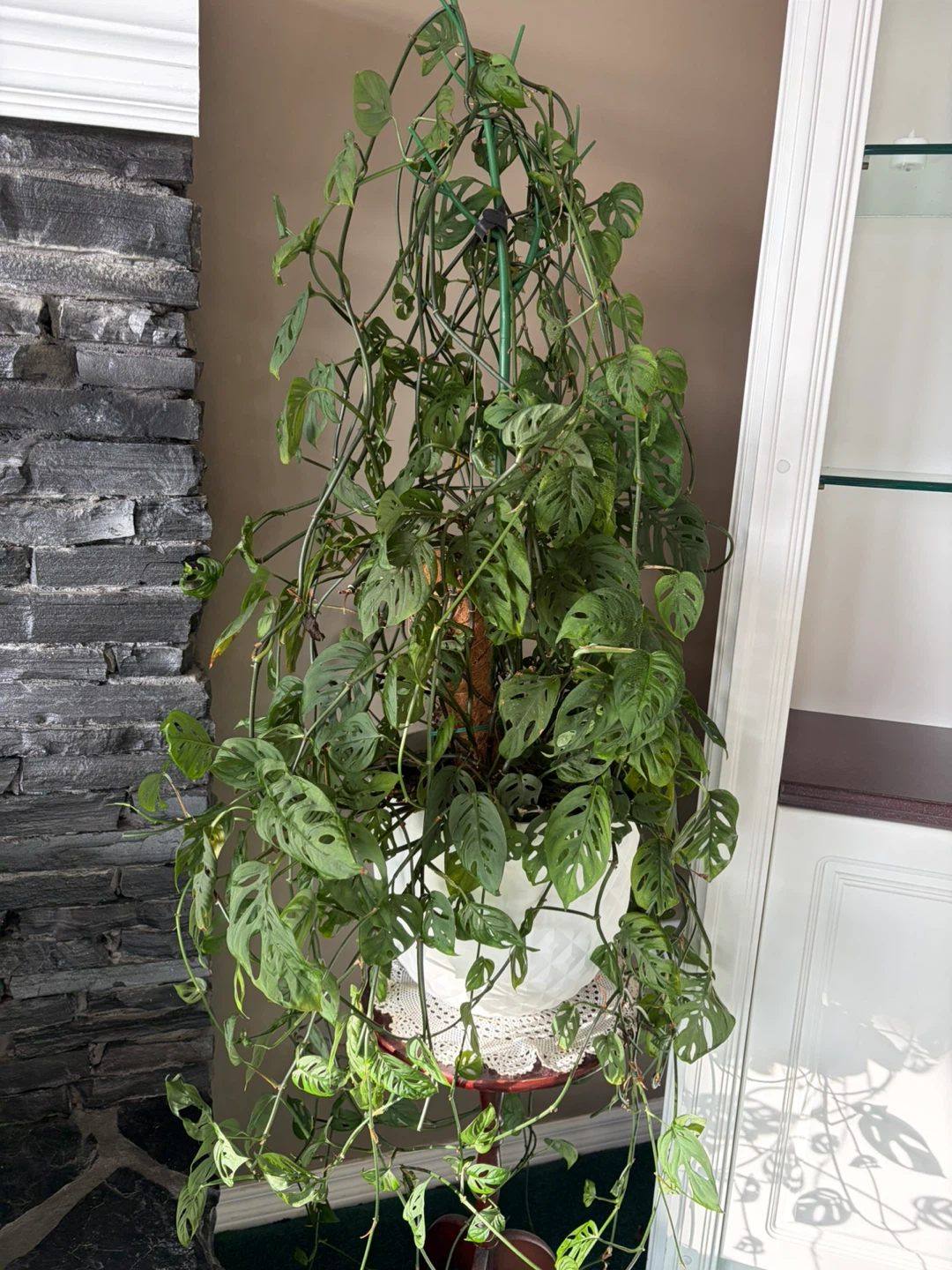 Monstera Adansonii Houseplant