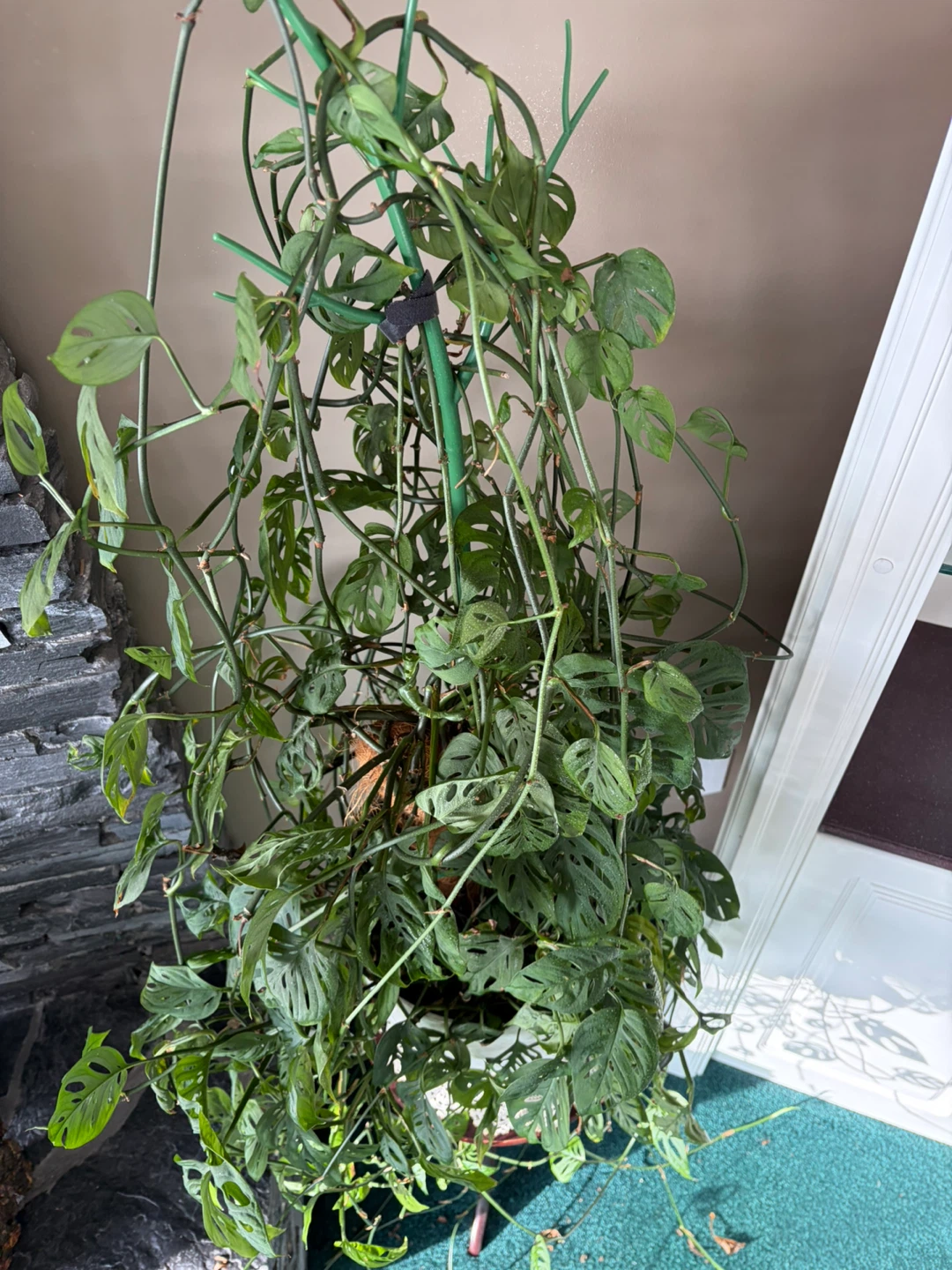Monstera Adansonii Houseplant - photo 2